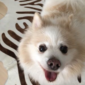 Meet your Posher, Sessi